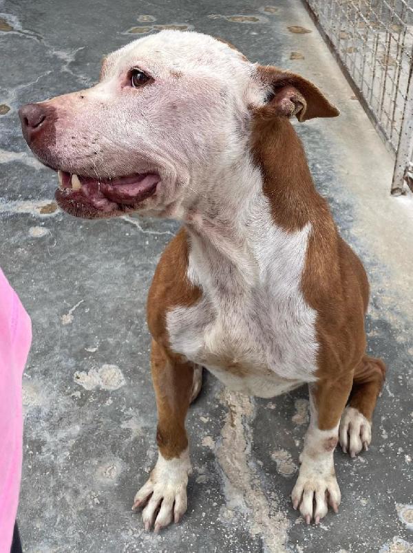 ARLECCHINO, meraviglia di pit Foto 3